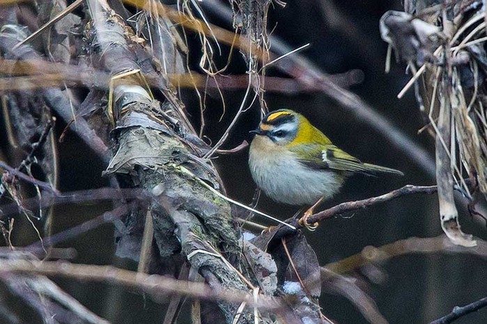 Firecrest