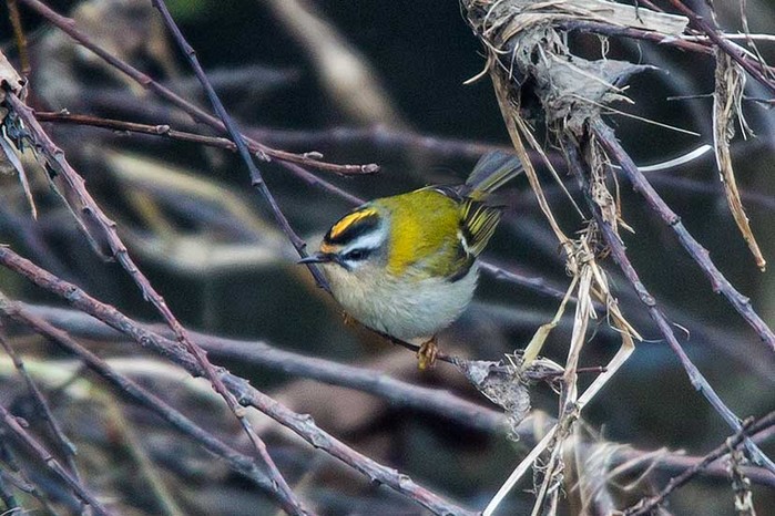 Firecrest