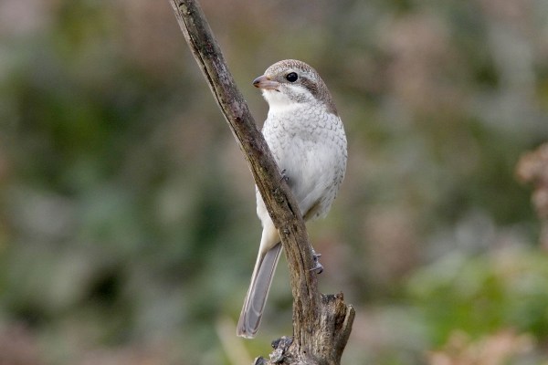 Red-backed Shrike