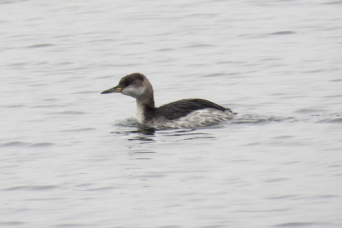 Red-necked Grebe