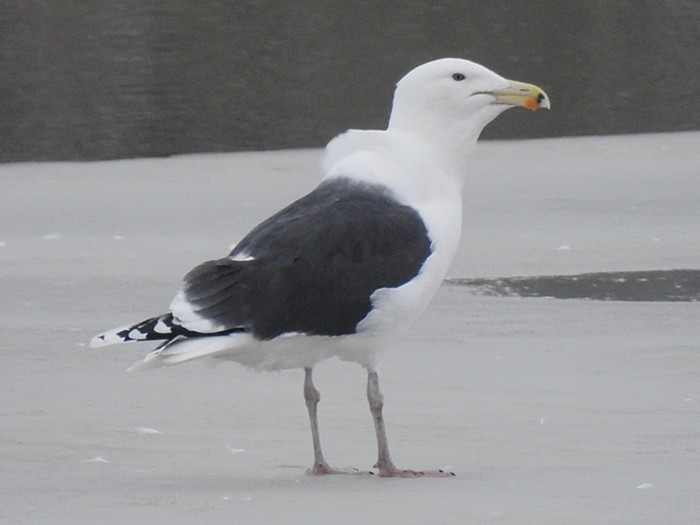 Great Black-backed Gull