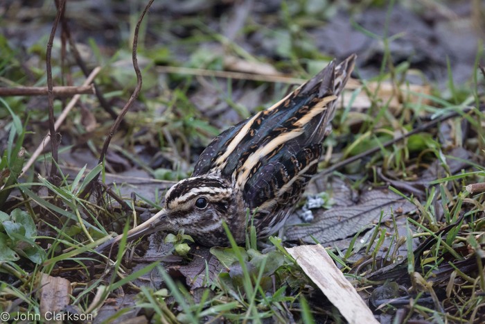 Jack Snipe