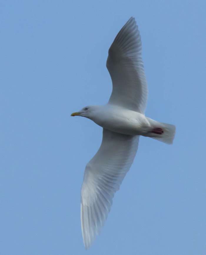 Iceland Gull