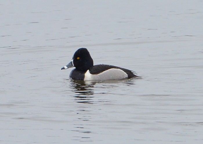 Ring-necked Duck