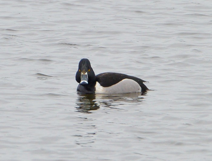 Ring-necked Duck