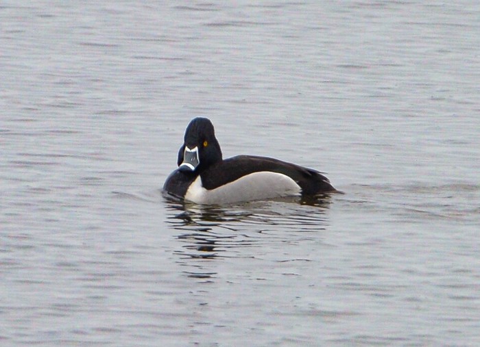 Ring-necked Duck