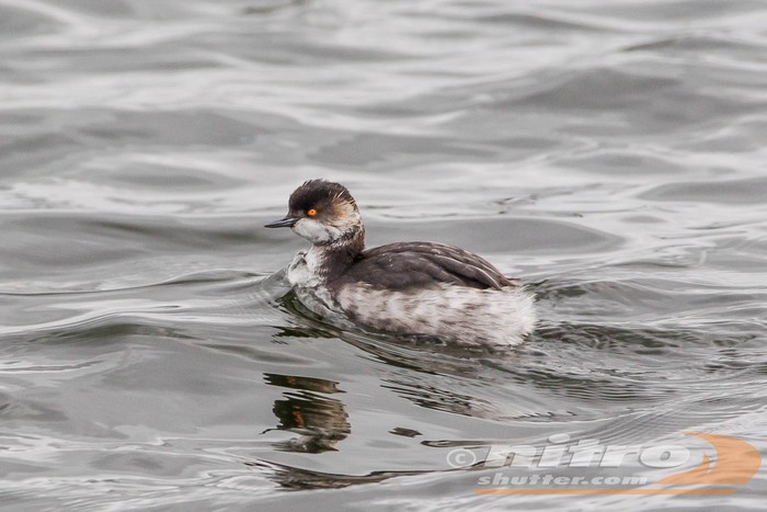 Black-necked Grebe