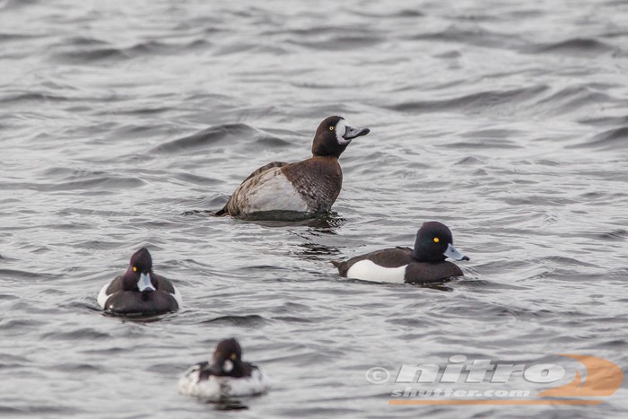 Scaup