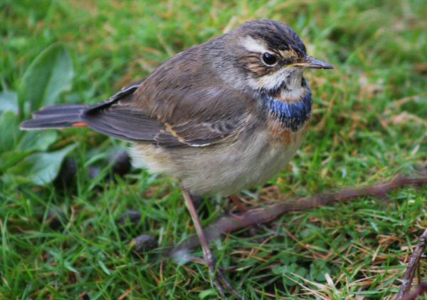 Bluethroat