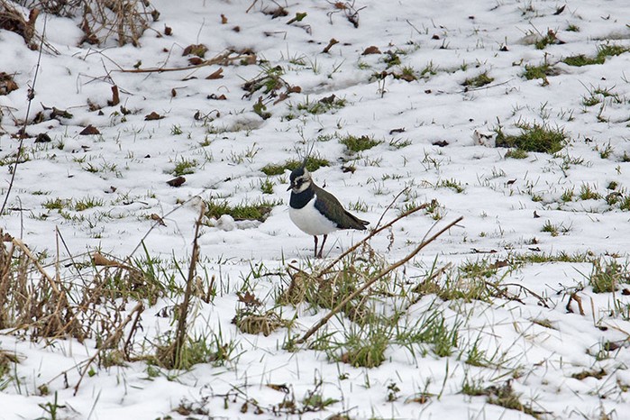 Lapwing