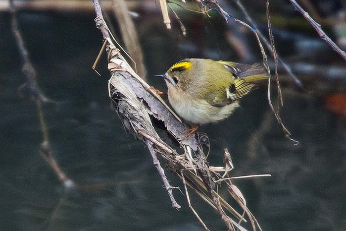 Goldcrest