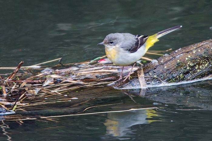 Grey Wagtail