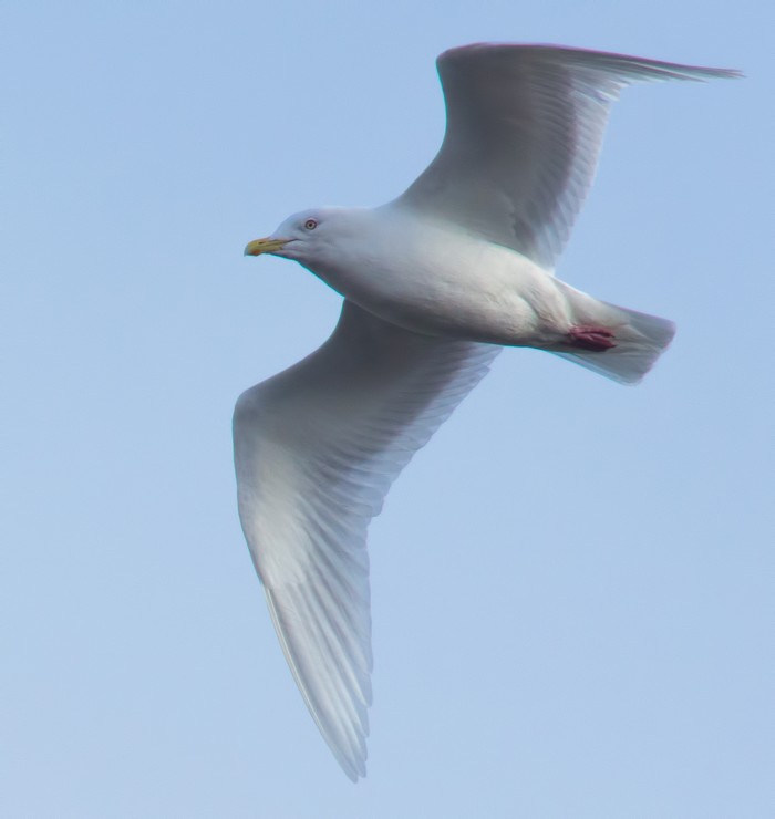 Iceland Gull