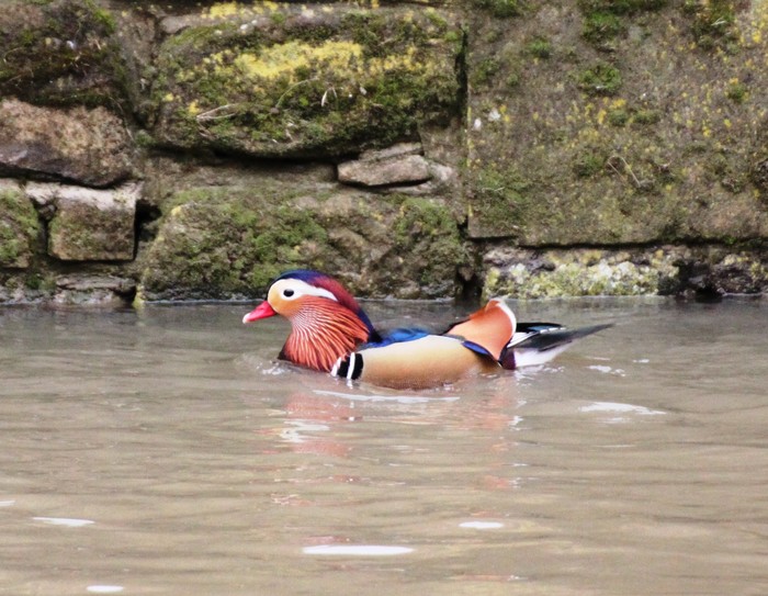 Mandarin