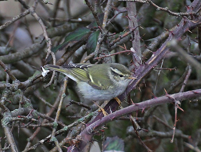 Yellow-browed Warbler