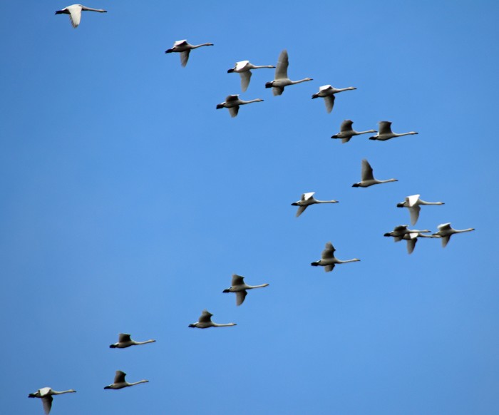 Whooper Swan