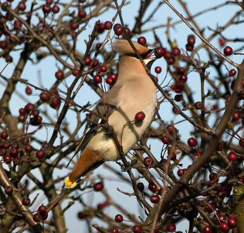 Waxwing