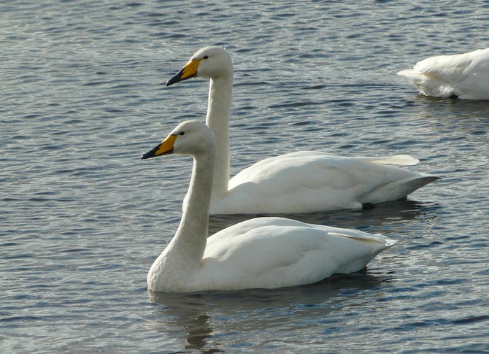 Whooper Swan