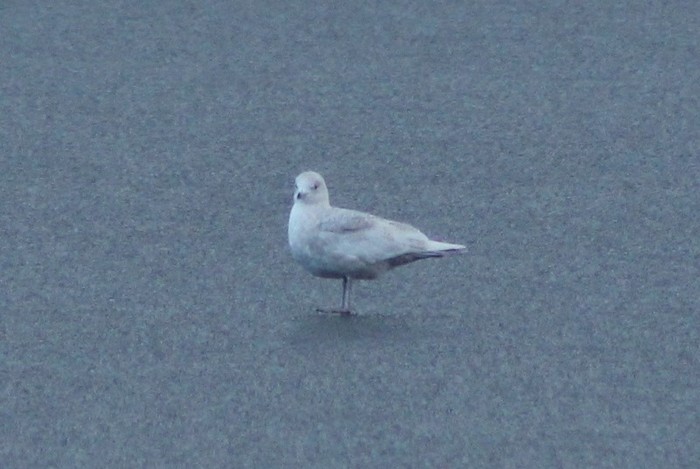 Iceland Gull