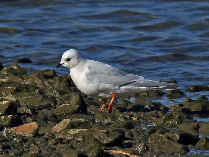Ross's Gull