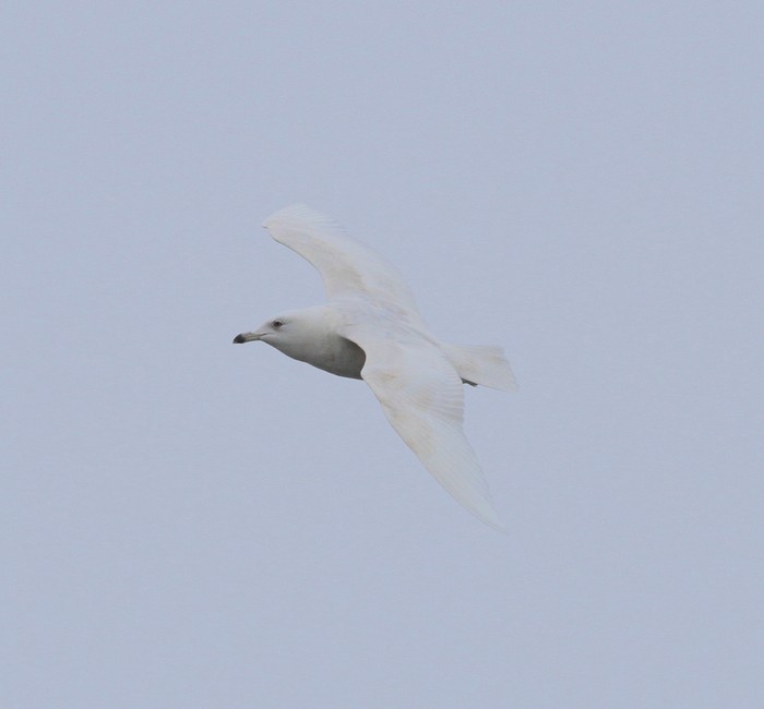 Iceland Gull