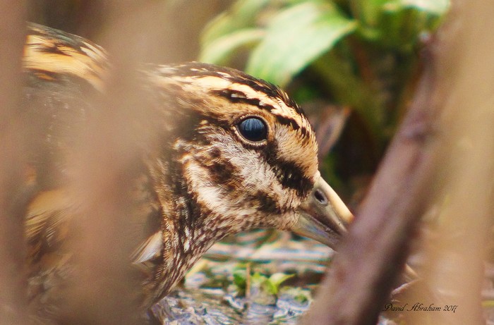 Jack Snipe