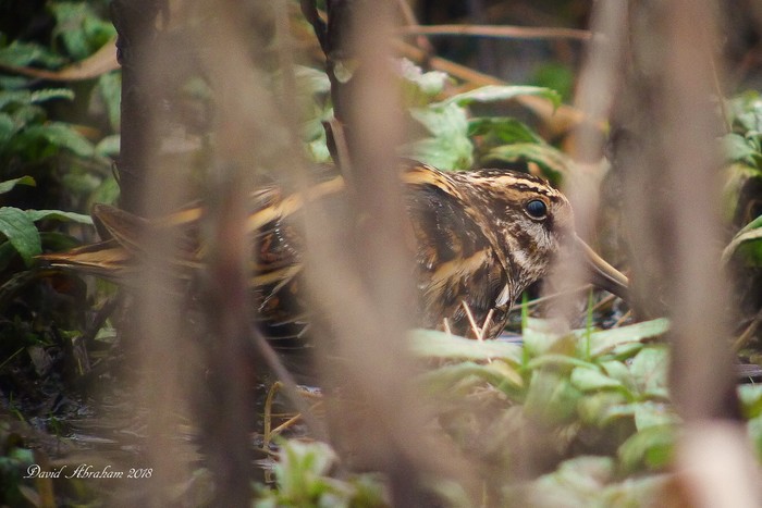 Jack Snipe