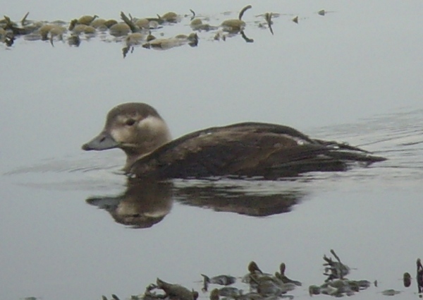 Long-tailed Duck