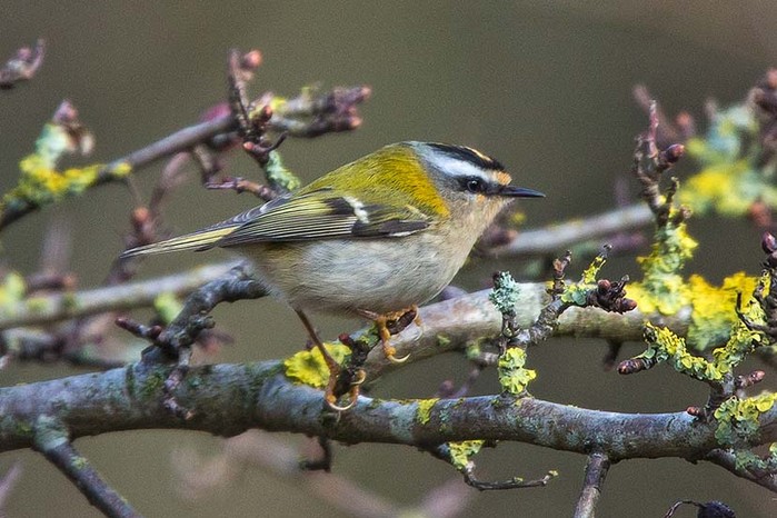 Firecrest