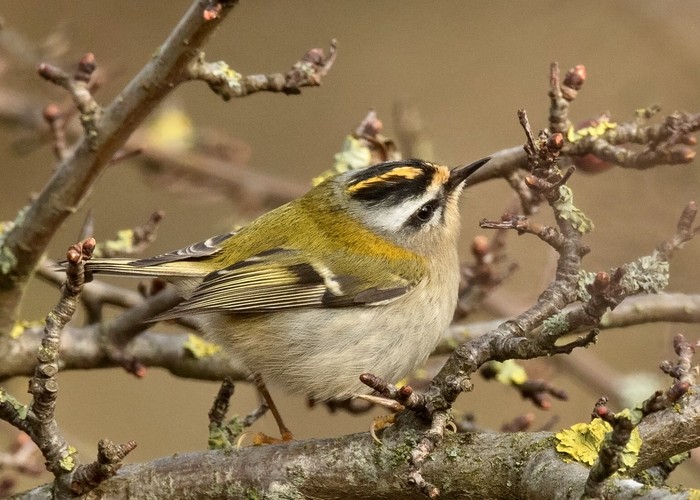 Firecrest