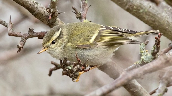 Yellow-browed Warbler