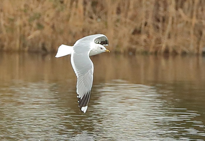 Common Gull