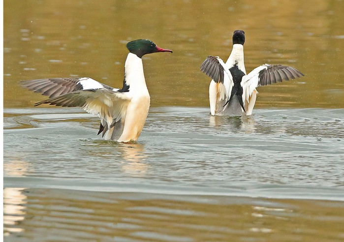 Goosander