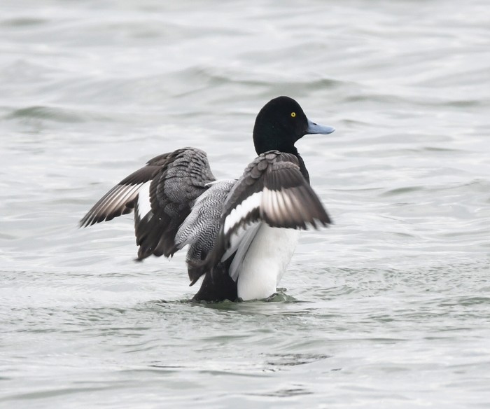 Scaup