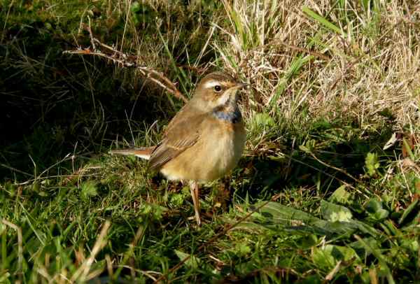 Bluethroat
