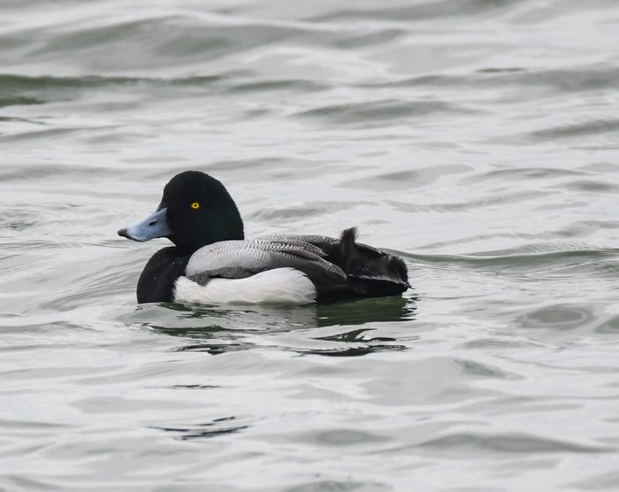 Scaup