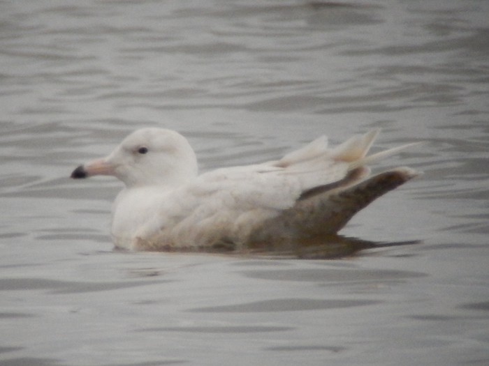 Glaucous Gull