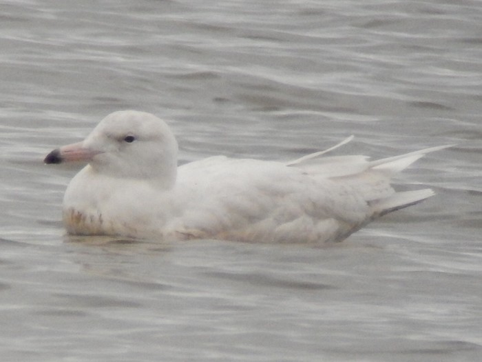 Glaucous Gull