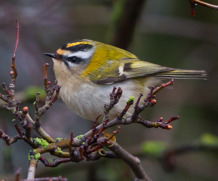 Firecrest