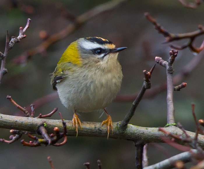 Firecrest