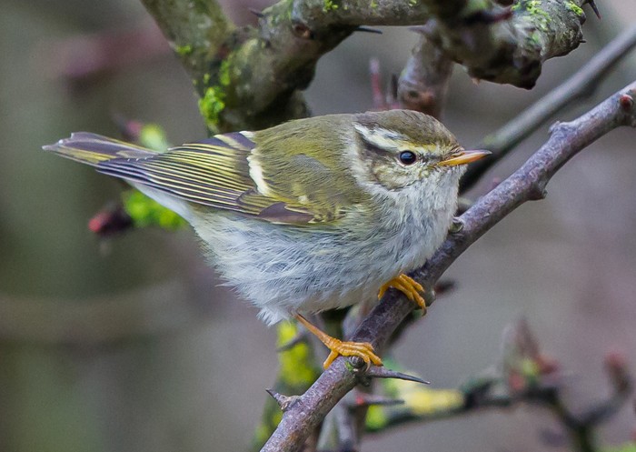 Yellow-browed Warbler