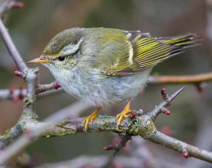 Yellow-browed Warbler