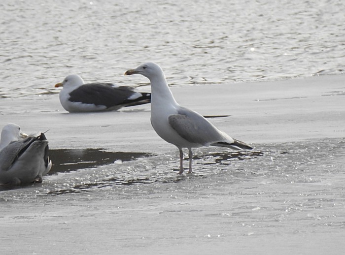 Caspian Gull