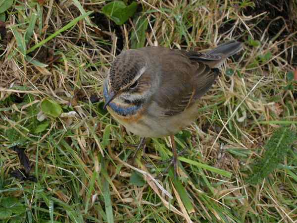 Bluethroat