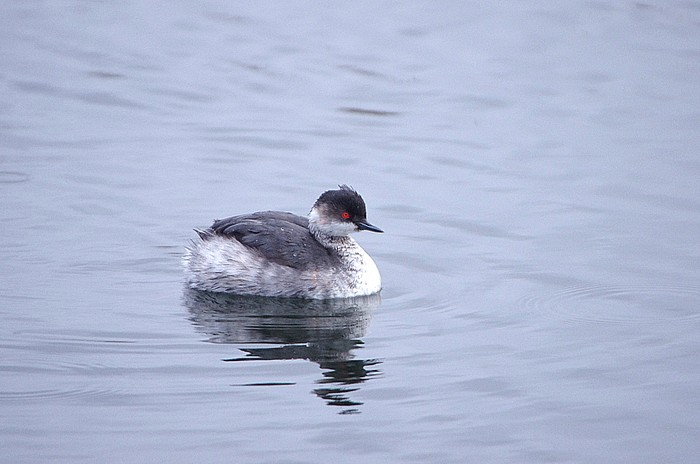 Black-necked Grebe