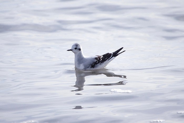 Little Gull