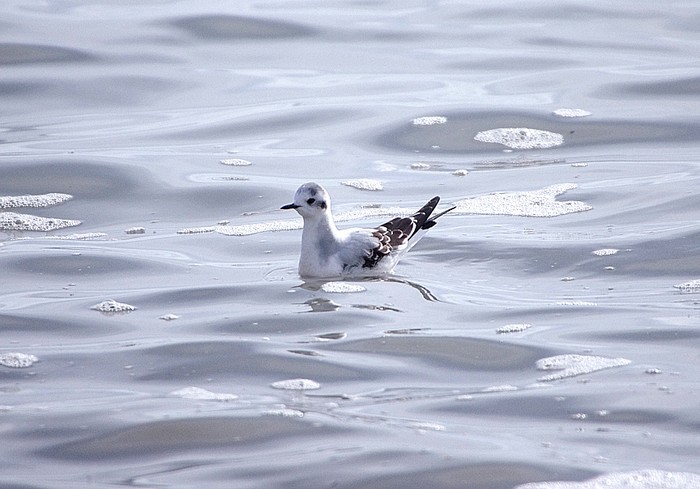 Little Gull