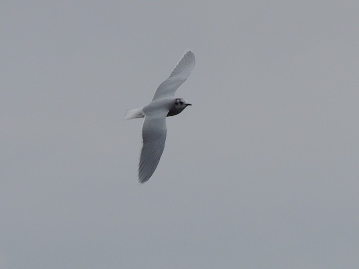 Little Gull