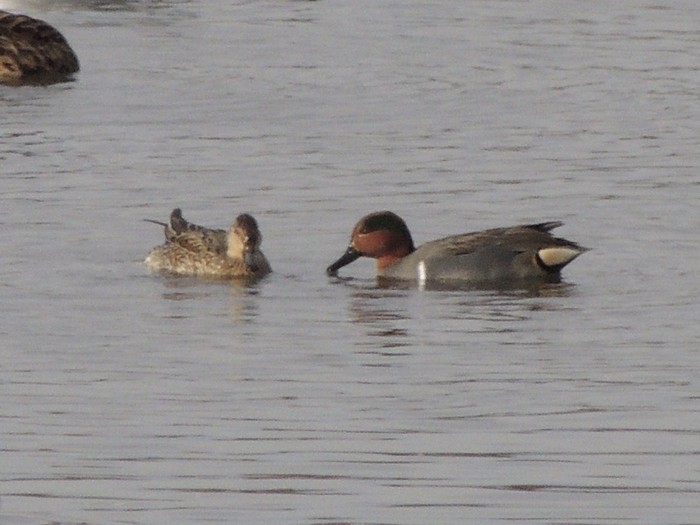 Green-winged Teal
