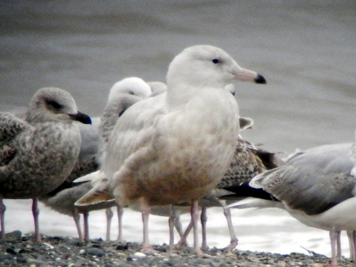 Glaucous Gull